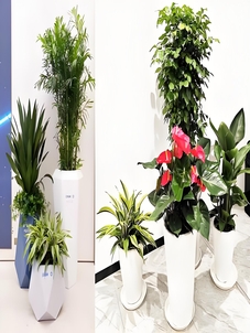 宁波杭州湾植物租摆服务好